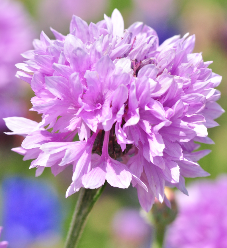 « Fleur » d’une forme cultivée