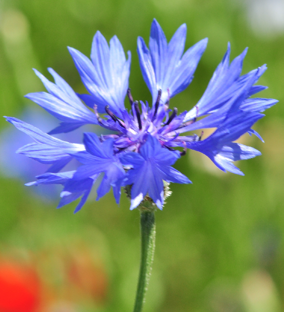 « Fleur » de la forme sauvage