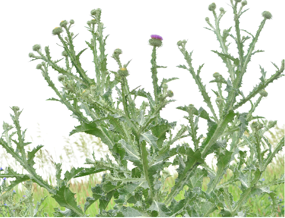 Onopordon faux-acanthe ou chardon lorrain (Onopordum acanthium).