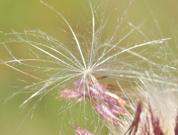 Chardon vulgaire ou chardon à feuilles lancéolées (Cirsium lanceolatum).